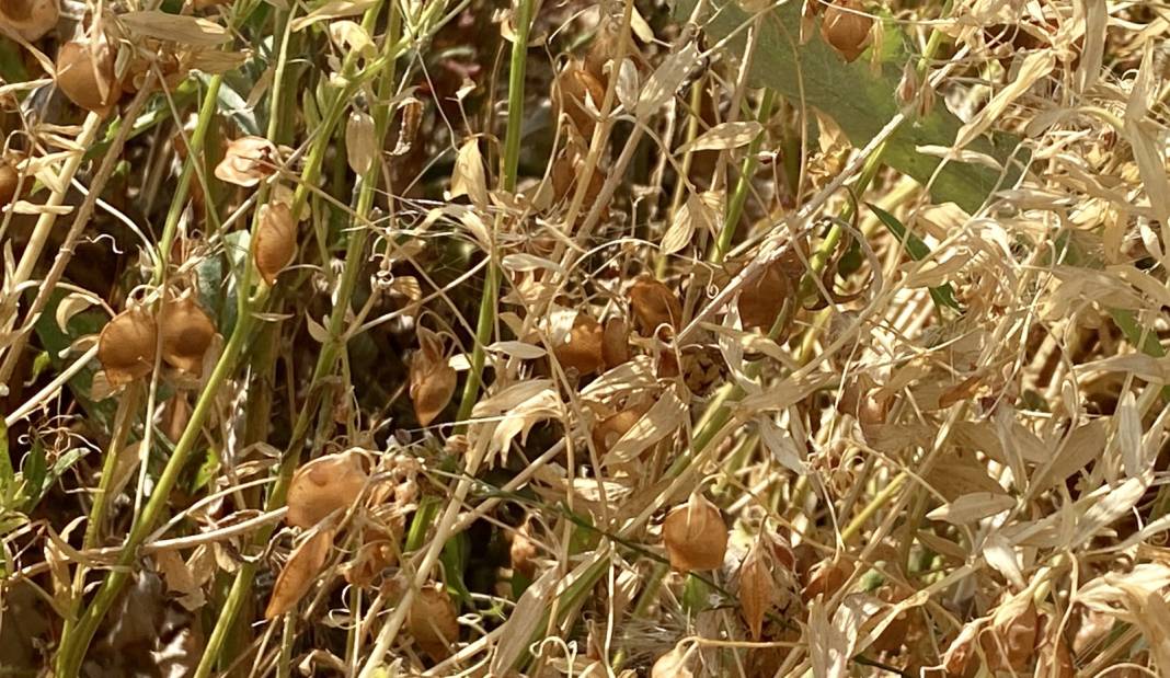 Hasat sonrası 10-15 gün kurumaya bırakılacak: Paketlemeden önce kabuğundan ayrılıyor 5